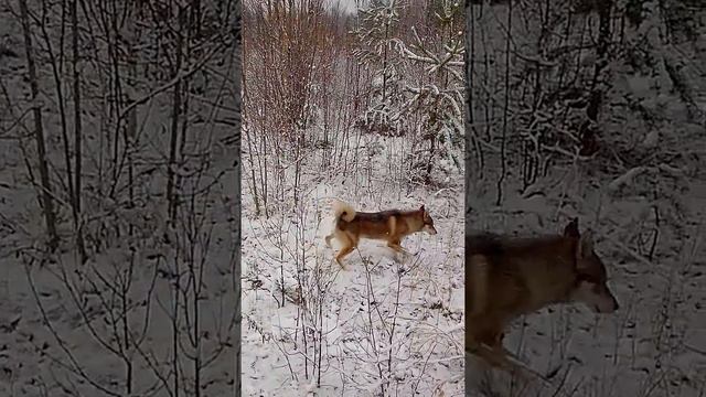 07 10 2014г Малый Аган к №144 смотреть онлайн
