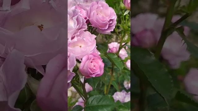 РОЗА Блю фо Ю / Blue for You/ Пик цветения смотреть онлайн