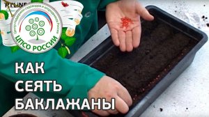 Как сеять сельдерей. Посев семян сельдерея корневого на рассаду.