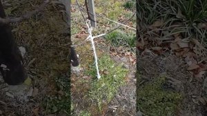 Обрезка двухлетней яблони по типу Веретено