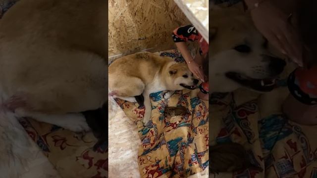 Акита-Ину роды часть 6: красота породы во всей красе