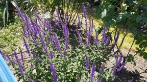 Шалфей Дубравный- ОТЛИЧНЫЙ КОМПАНЬОН ДЛЯ РОЗ, Неприхотливый,Засухоустойчивый, МНОГОЛЕТНИЙ 1.06.22