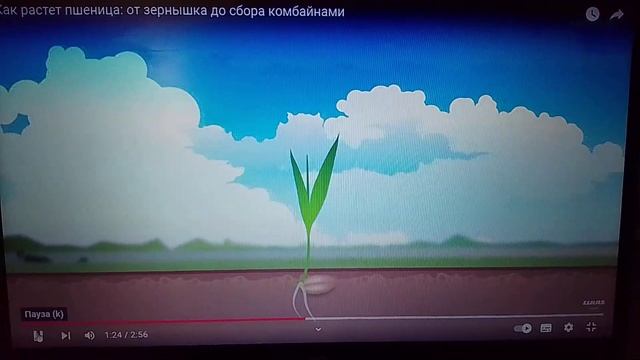 Как растет пшеница.от зёрнышка до сбора комбайнами смотреть онлайн