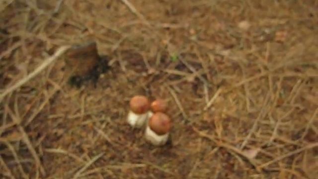 Křemenáč smrkový (Leccinum piceinum) смотреть онлайн