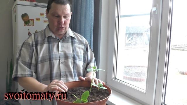 Вытянулись всходы огурца у окна, что делать смотреть онлайн