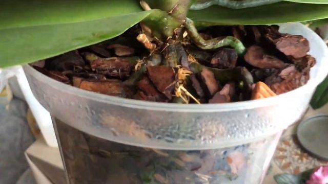 Орхидеи Фаленопсис. Изменения за месяц. Узумбарская фиалка. смотреть онлайн