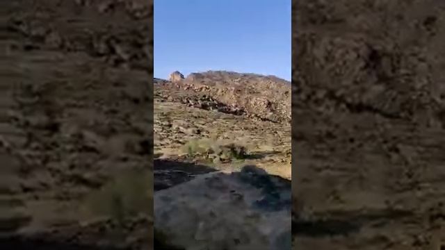 Urial animal pk hills смотреть онлайн