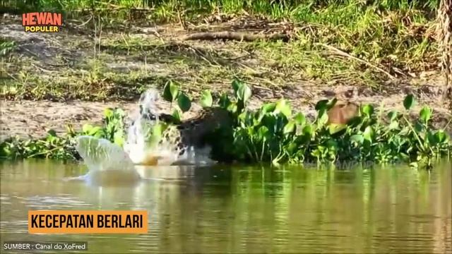 Ketika Jenis Kucing Macan Kumbang Bertarung Melawan Jaguar, Seperti Apa Hasil Kekuatan Gigi-Nya.? смотреть онлайн