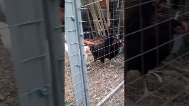 цыплята джерсийский гигант,маран черно медный,мини мясные(белые) смотреть онлайн