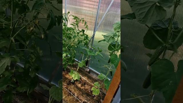 Огородная Эстафета,меряемся огородами со Светланой  