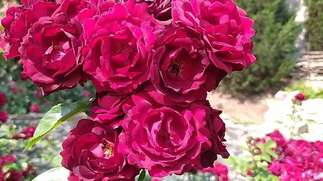 РОЗА МАЛИКОРН//Rosa Malicorne смотреть онлайн