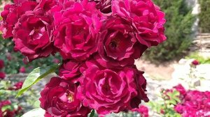 РОЗА МАЛИКОРН//Rosa Malicorne