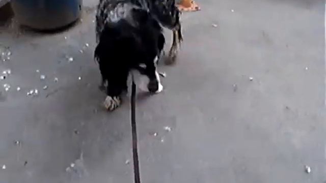 спаниель Ларик (приют 