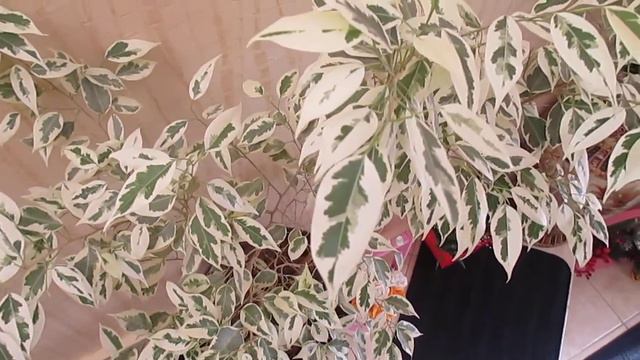 Цветы 🌹🌺🌼в🏠 доме смотреть онлайн