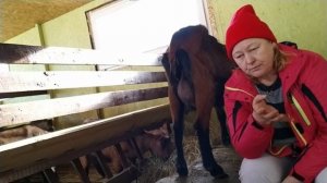 Маленькие соски у козы