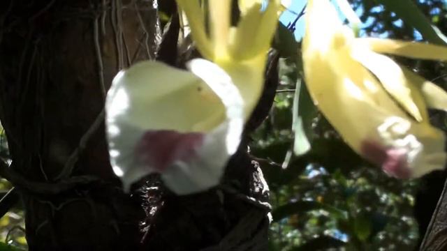 GALEANDRA ORCHID on trees (GALEANDRA MINAX), ORQUÍDEAS, Ornamental plant, Beautiful nature. смотреть онлайн