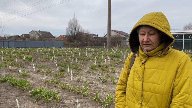 Ночные заморозки. Как их перенесли наши лилейники? / Сад Ворошиловой смотреть онлайн