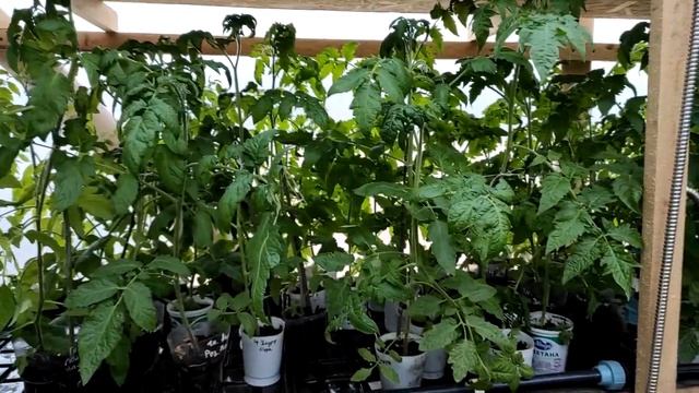 Как выглядят и чувствуют себя Гномы на 6 мая? смотреть онлайн