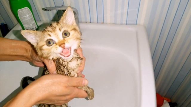 Первое купание котенка. смотреть онлайн