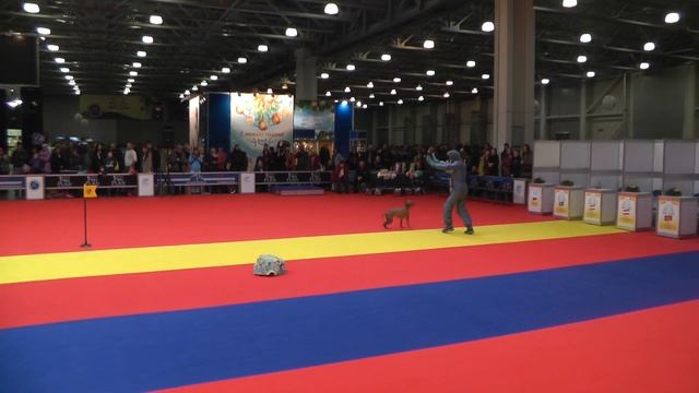 Чемпионат Москвы 2013 по танцам с собаками. смотреть онлайн