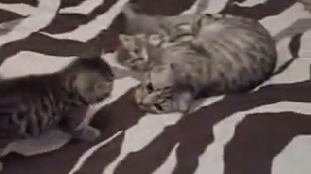 Продажа котят, шотландские вислоухие, скоттиш-фолд, скотиш страйт. смотреть онлайн