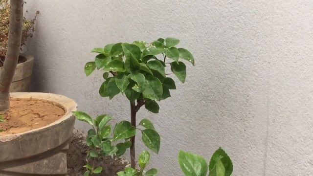 bouganvillea की सुंदरता #creatingforindia#garden #bouganvillea #santhionlineplants #kitchengardenin смотреть онлайн