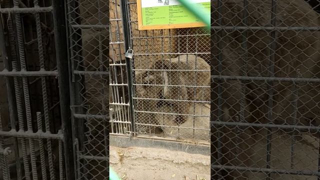 Heartbreaking sick bears in Karakol Zoo | Медведи скучают в Каракольском зоопарке смотреть онлайн