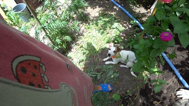 ЧУТЬ НЕ ПОТЕРЯЛИ ЛАСКУ! Копаем дренаж, Урожай малины смотреть онлайн