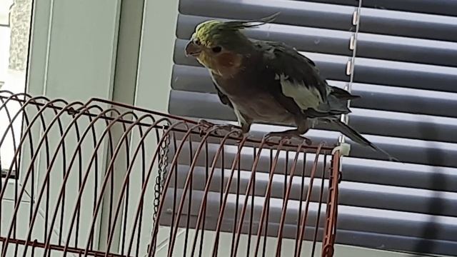 Корелла и колокольчик #корелла #птица #попугай #домашняяптица #попугаи смотреть онлайн