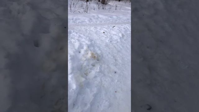 Придумываем имя для красивой собаки | друг Амстаффа | Гуляем с амстаффом и встречаем разных собак смотреть онлайн