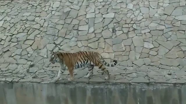 Тигр-братишка смотреть онлайн