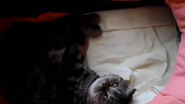 Кот спит в коляске смотреть онлайн