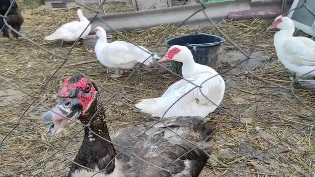 КОРМЛЕНИЕ МУСКУСНЫХ УТЯТ С ПЕРВЫХ ДНЕЙ, ЧЕМ КОРМИТЬ И ПОИТЬ, ЧТО НУЖНО ЗНАТЬ.УТКА С УТЯТАМИ. смотреть онлайн