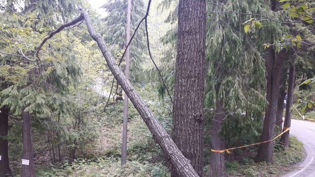 Rally degli Abeti 2019 ps le torri - fine prova(3) смотреть онлайн