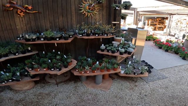 Plant & Pottery Shopping at Berridge Nurseries | Phoenix, AZ смотреть онлайн