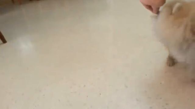 Pomeranian Puppy Chasing its Tail смотреть онлайн