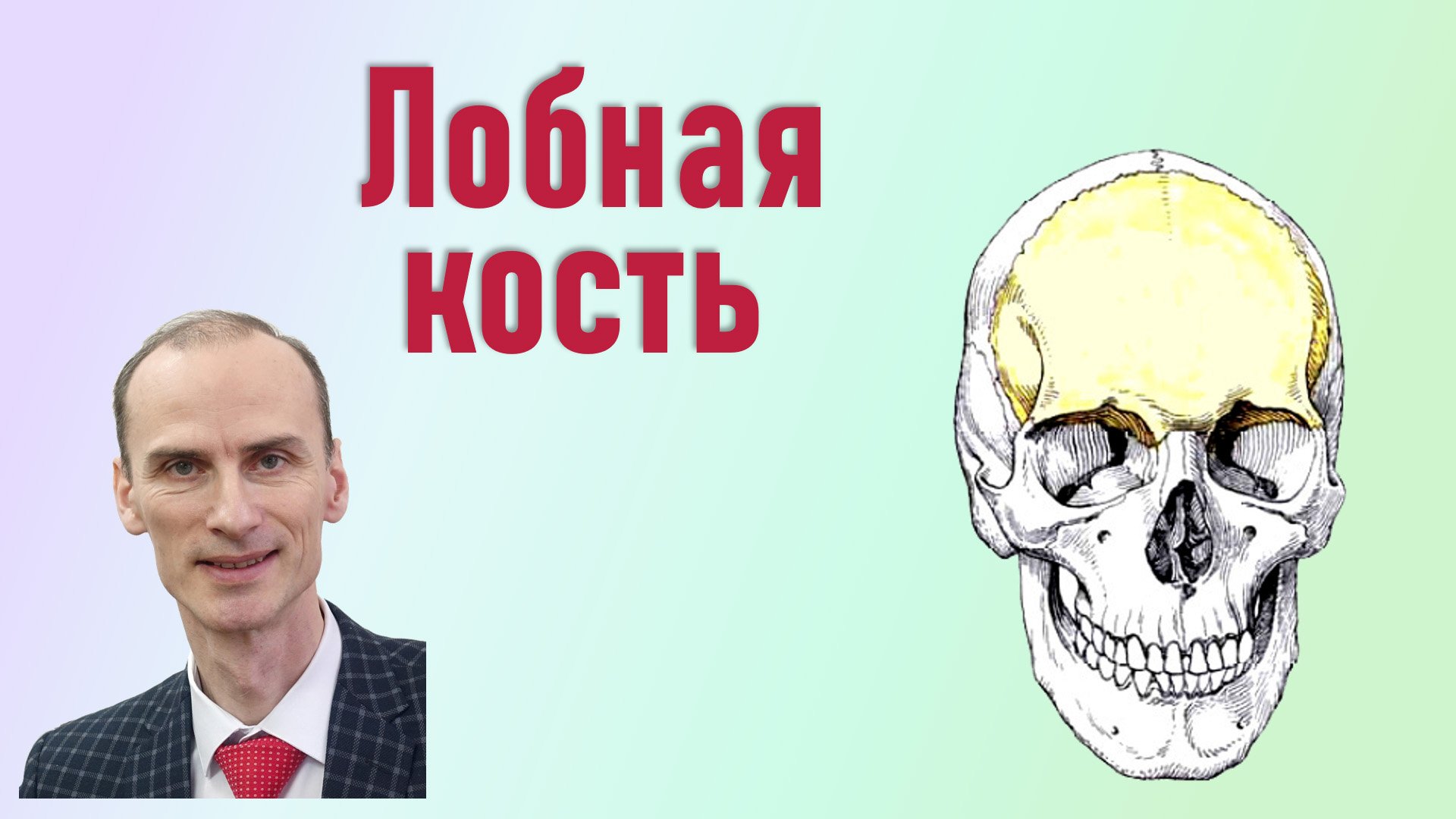 Лобная кость. Анатомия лобной кости
