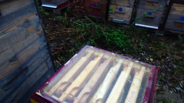 Ноябрь обработка от клеща замена маток смотреть онлайн