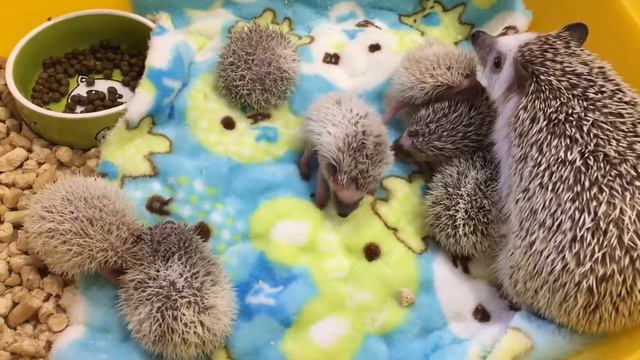 Из жизни ежей)) смотреть онлайн