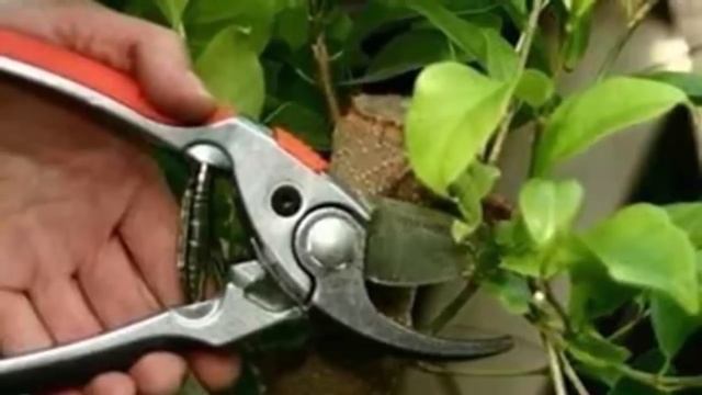 Обрезка, Прищипка, Омоложение комнатных растений! Как правильно обрезать растения! смотреть онлайн