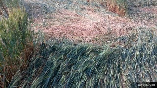 Рисунки на полях. Франция. 11 июня 2015г смотреть онлайн