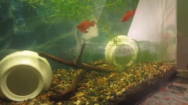 ЧТО ЭТО КАК ЗОВУТ ? смотреть онлайн