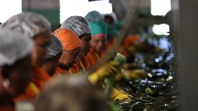 Our Aloe Fields In The Dominican Republic | Forever Living UK & Ireland