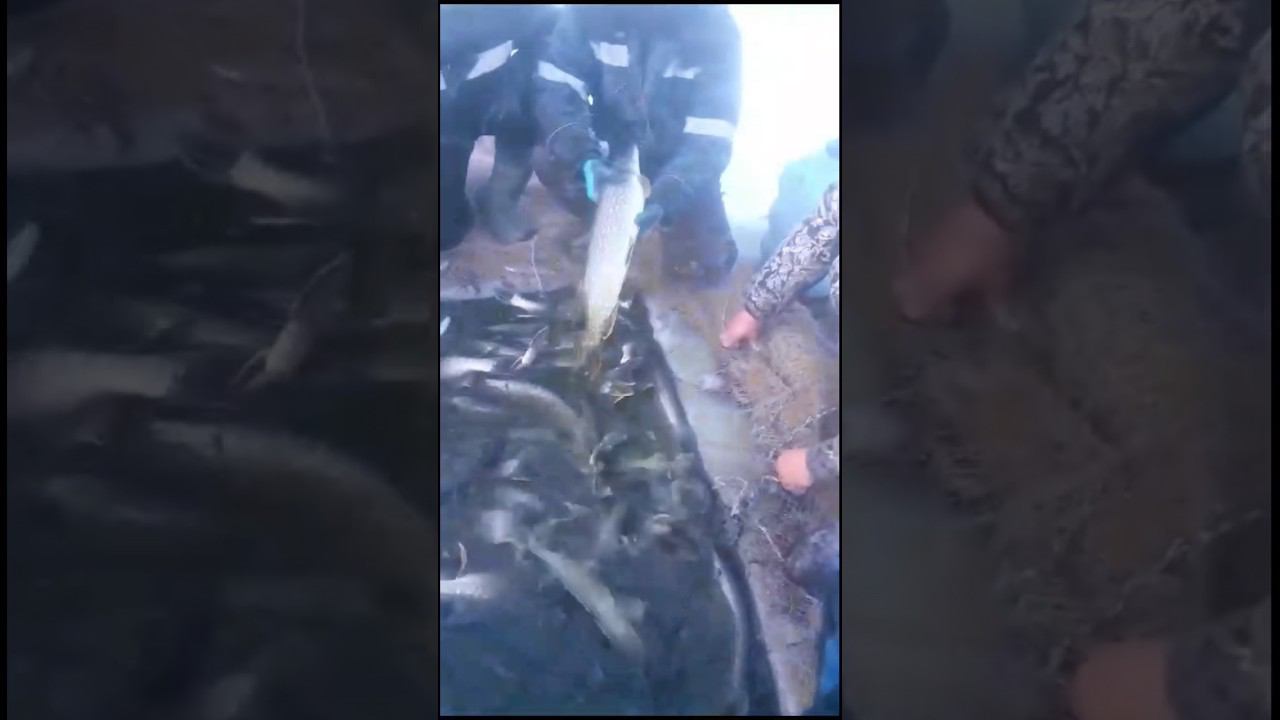 Озеро Абай. Замор? Или......!? (ролик из соцсетей)#ловлящуки смотреть онлайн