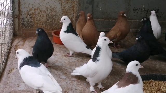 #Голуби Галимова Фагиля: пермские гривуны, чёрные. Уфимские. Жёлтые белохвостые. смотреть онлайн