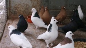 #Голуби Галимова Фагиля: пермские гривуны, чёрные. Уфимские. Жёлтые белохвостые.