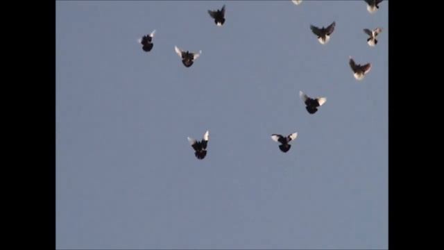 ПОЛЕТЫ , НАД  РАМОНЬЮ 2