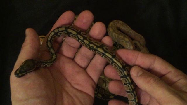 2017 Baby Ball Python Clutches #7 & 8! PLUS...MY FIRST PARADOX!! смотреть онлайн