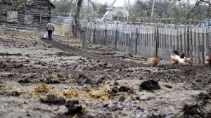 #дача Мотоблок Weima 1050. Картошка 2015