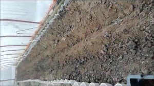 ВЫГОНКА РАНУНКУЛЮСОВ ЧАСТЬ 1